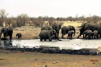 EU lawmakers plead UN body to go hard on wildlife trafficking by 2030