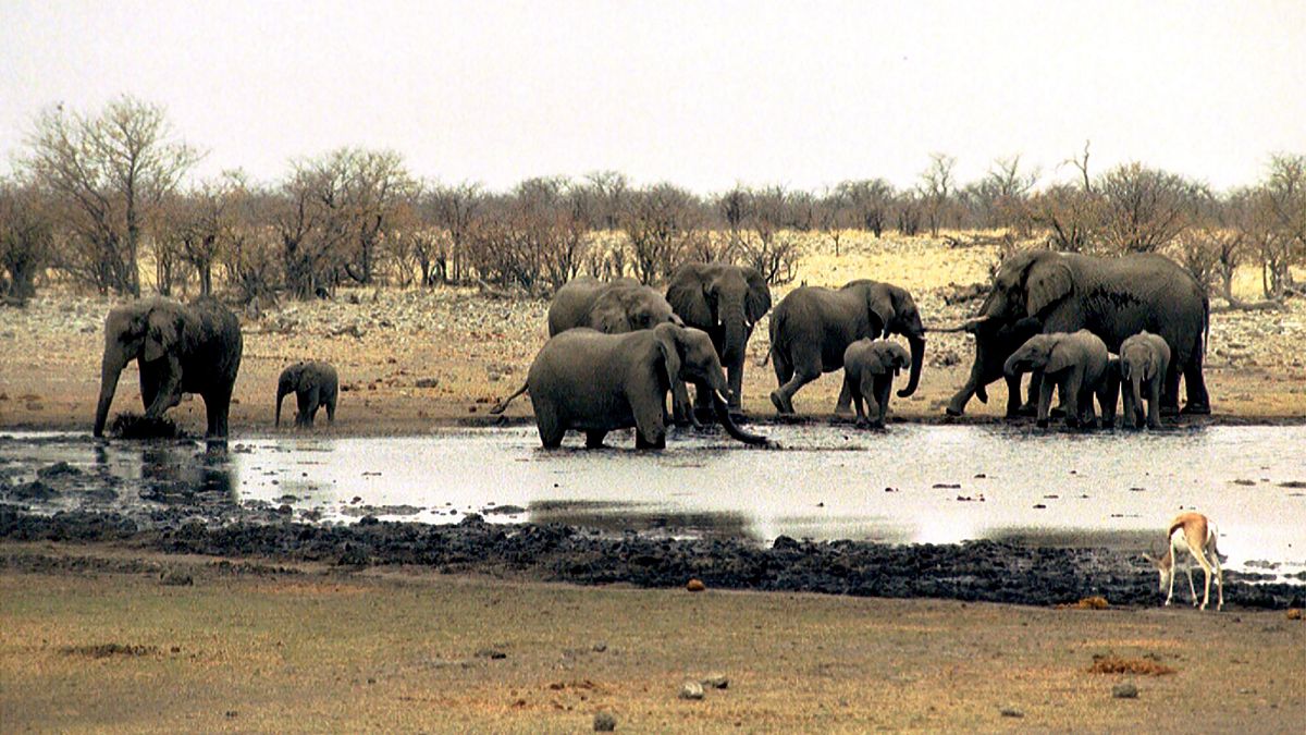 EU lawmakers plead UN body to go hard on wildlife trafficking by 2030 EU lawmakers plead UN body to go hard on wildlife trafficking by 2030