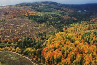 EU lawmakers cut down proposed forest health data collection law