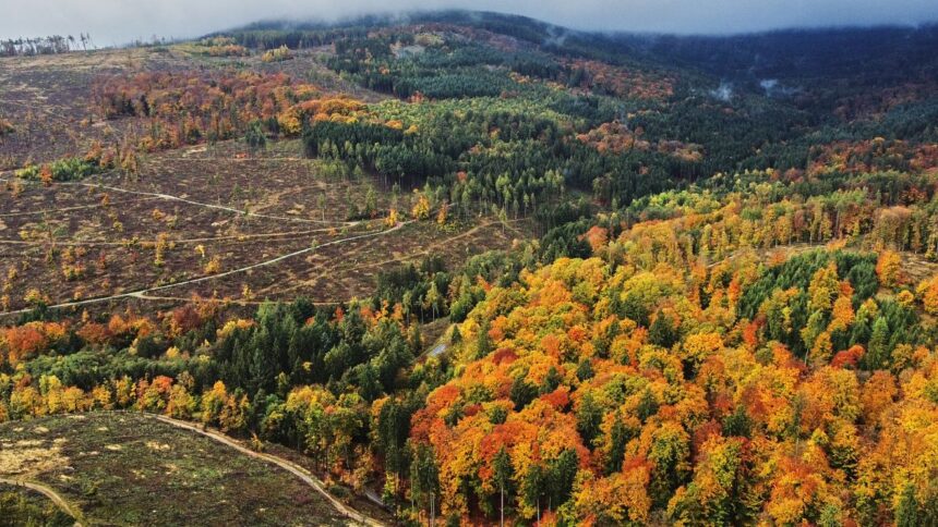 EU lawmakers cut down proposed forest health data collection law