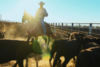 Trump’s beef import plan ignores key issue squeezing American cattle ranchers