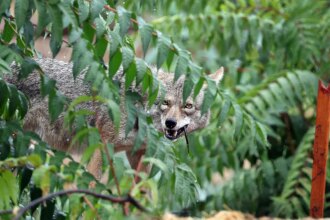Oregon child attacked by coyote during game of hide-and-seek in backyard; state officials sound alarm
