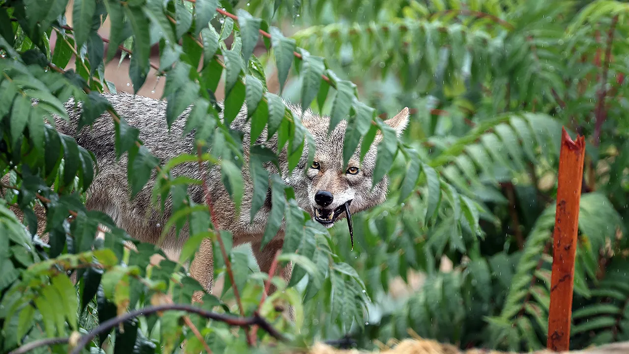 Oregon child attacked by coyote during game of hide-and-seek in backyard; state officials sound alarm Oregon child attacked by coyote during game of hide-and-seek in backyard; state officials sound alarm