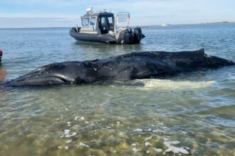 Baby humpback whale meets tragic end off New Jersey coast in suspected propeller strike