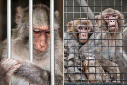 New Jersey moneyman behind sick ‘monkey crushing’ videos gets just 4 years in prison