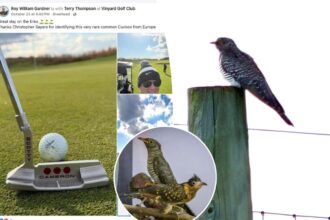 Hundreds of dedicated birders flock to Long Island after rare cuckoo bird spotted by golfer