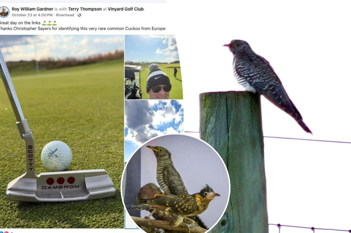 Hundreds of dedicated birders flock to Long Island after rare cuckoo bird spotted by golfer Hundreds of dedicated birders flock to Long Island after rare cuckoo bird spotted by golfer