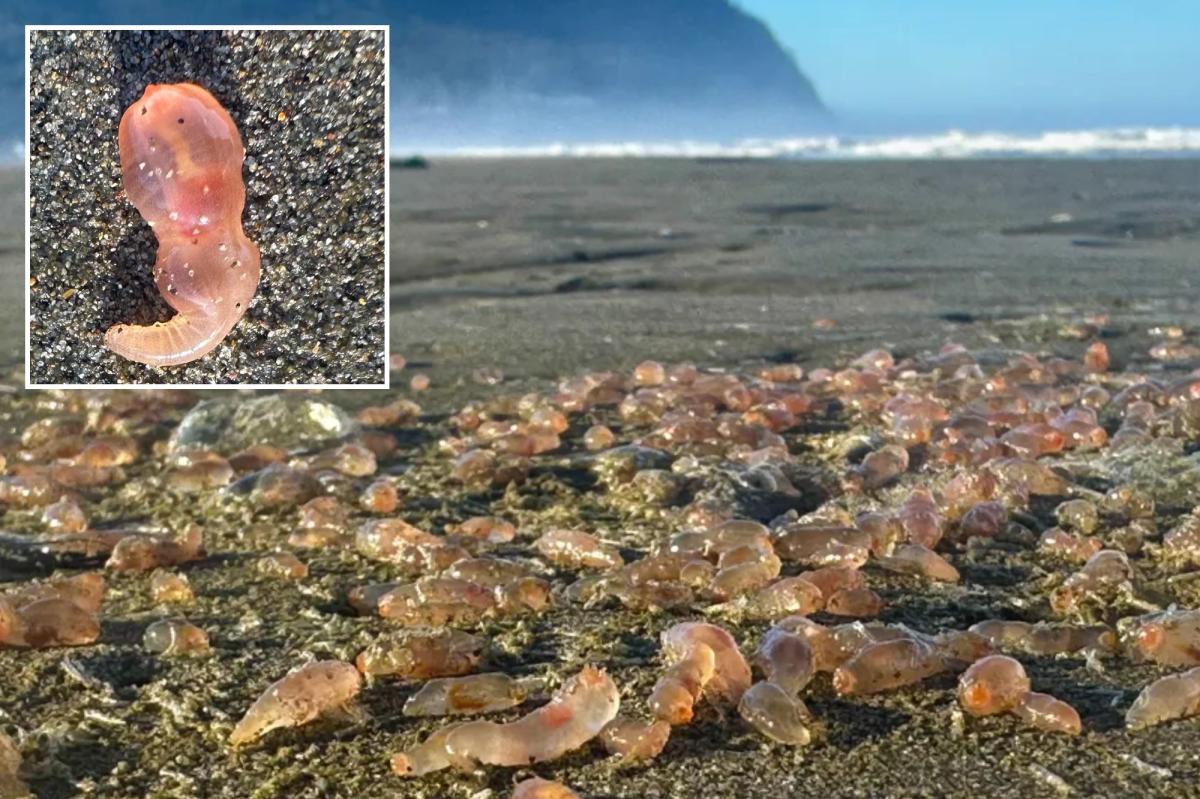 Sea cucumbers wash ashore by the thousands in coastal Oregon town