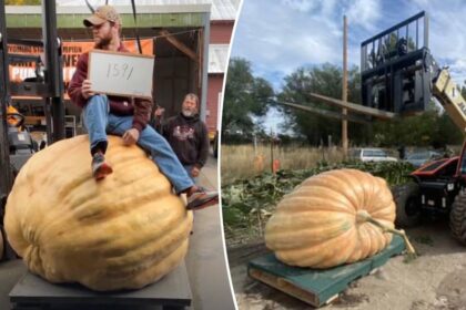 Montana man smashes state record for heaviest pumpkin with massive 1,591-pound gourd