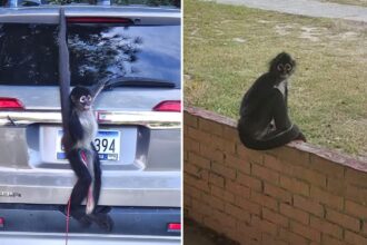 Pet spider monkey escapes from owner — is later lured back and caught with a cup of coffee