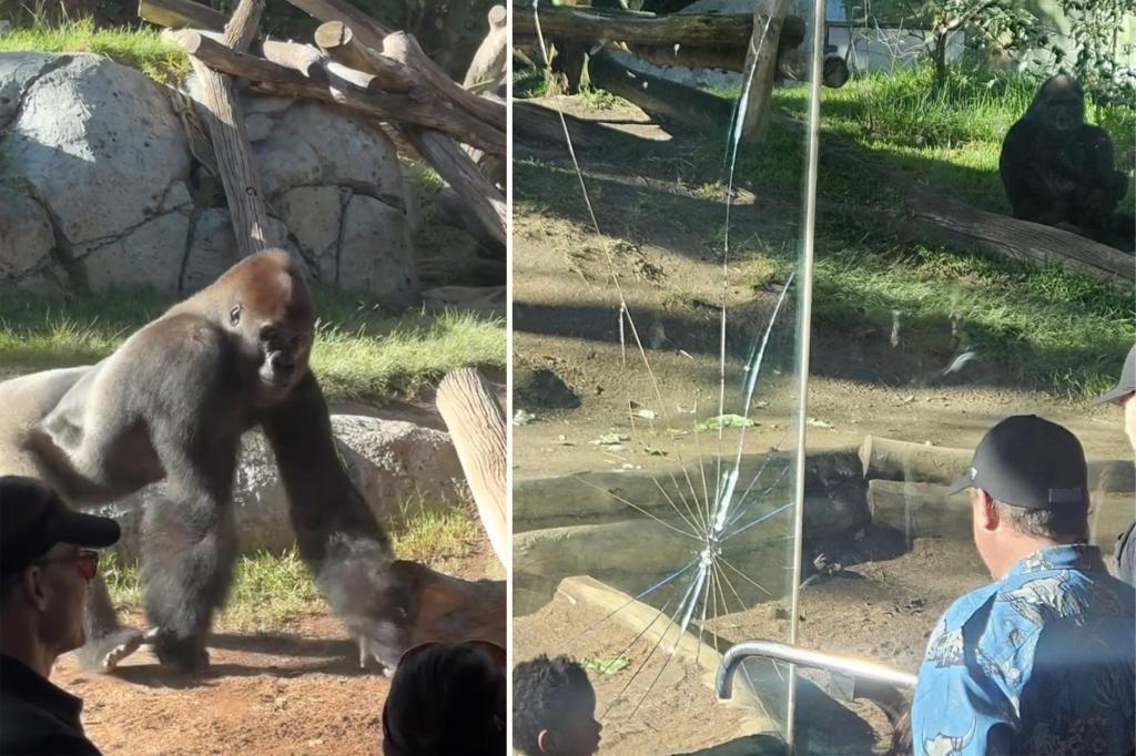 Startling video captures gorilla smashing glass wall of San Diego Zoo enclosure