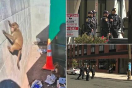 AI-generated monkey hoax had NJ cops going bananas searching for loose primates