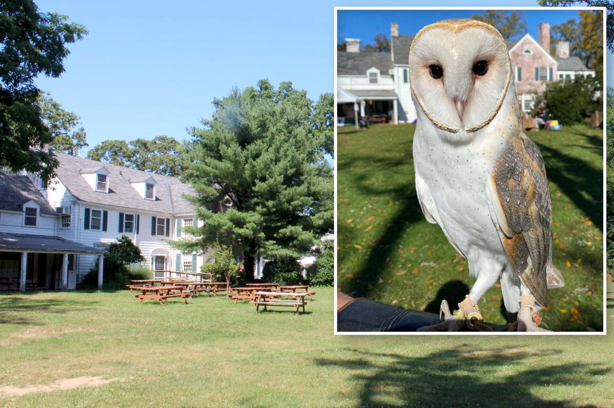 Search continues for Long Island barn owl who flew the coop: ‘Keep eyes and ears open’