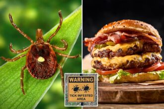 New Jersey pilot first known to die of meat allergy caused by tick bite