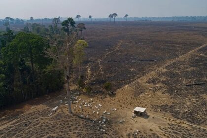 EU Parliament’s centrist majority splits over deforestation rules