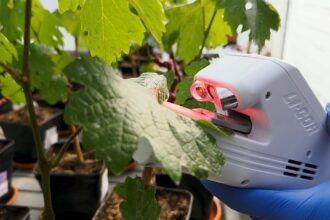 Growing Resilience: How French biotech helps crops save water worldwide