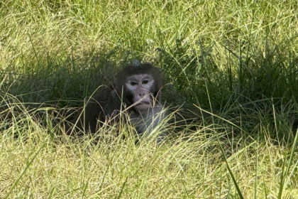 Escaped monkey captured by authorities days after truck crash flips vehicle in Mississippi