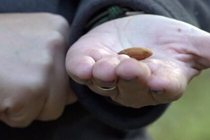 California farmers push back on Prop 50 as Democrats eye new House map