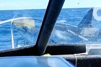 Passengers stunned as shark leaps from ocean and lands on their fishing boat