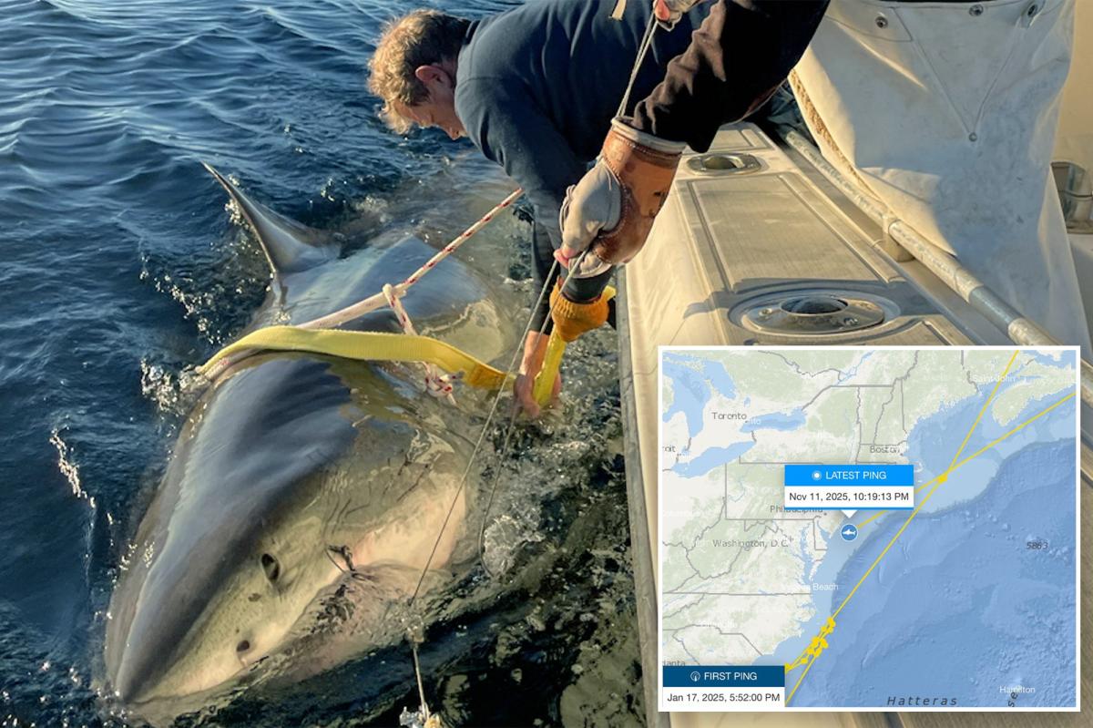 Largest male great white shark ever recorded pinged off New Jersey coast