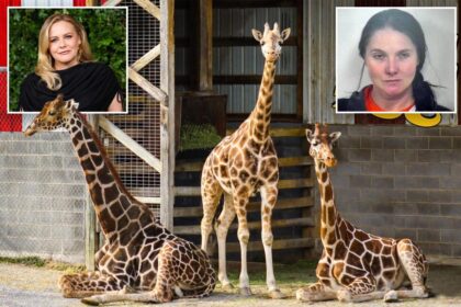 Alicia Silverstone offers K reward for return of baby giraffes who mysteriously vanished from troubled zoo 7 months ago