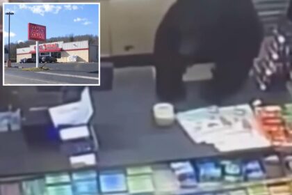 Black bear chases ‘screaming’ 11-year-old boy into dollar store before leaping over counter: video