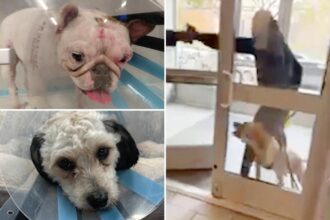 Pit bulls attack 3 NYC pups in vicious maulings — leaving pet owners paralyzed with fear
