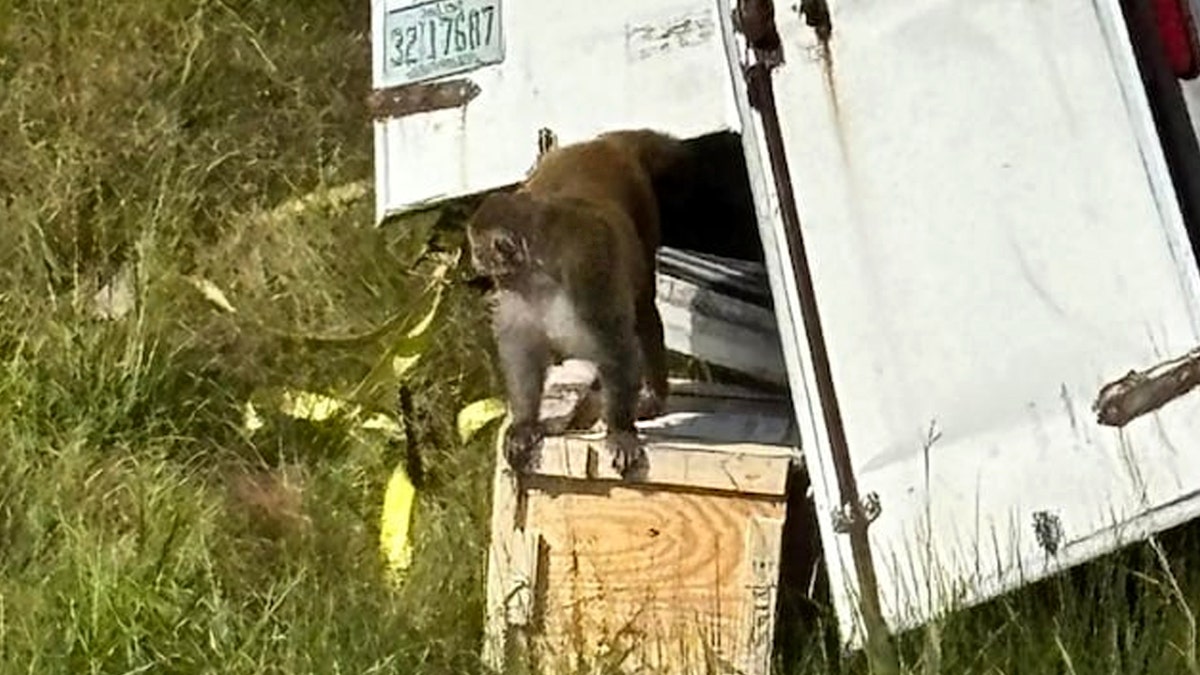 A monkey emerging from an overturned truck.