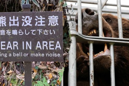 Japan deploys military after record bear attacks across country