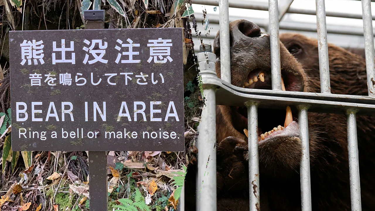 Japan deploys military after record bear attacks across country