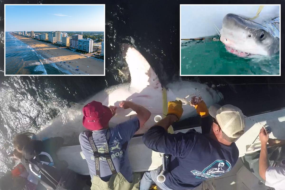 700-pound great white shark Bella heads to Virginia Beach for holiday in rare first migration