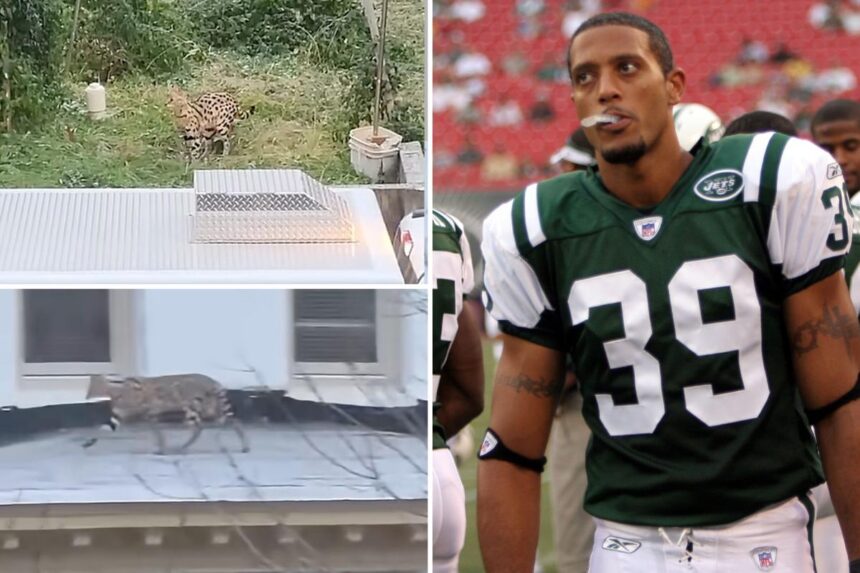 Two exotic cats belonging to one-time NY Jets player run wild in Baltimore neighborhood