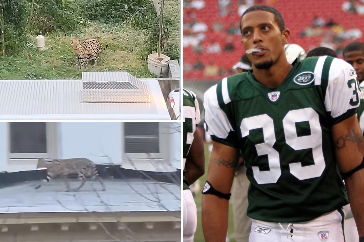 Two exotic cats belonging to one-time NY Jets player run wild in Baltimore neighborhood