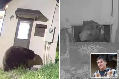 Exclusive | I’m living with a 550-pound bear for Christmas — here’s how I plan to survive