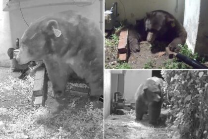 Exclusive | Man living with giant bear under his home threatens to sue officials — ‘They should deal with it’