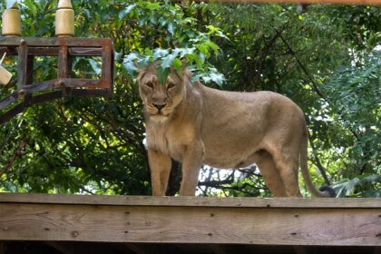 Teen with dreams of lion taming mauled to death after climbing into enclosure at zoo
