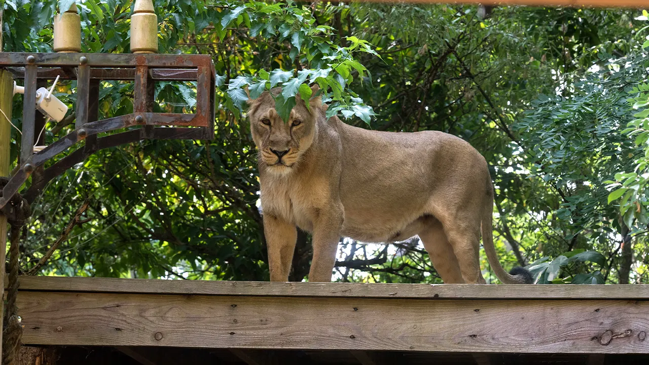 Teen with dreams of lion taming mauled to death after climbing into enclosure at zoo