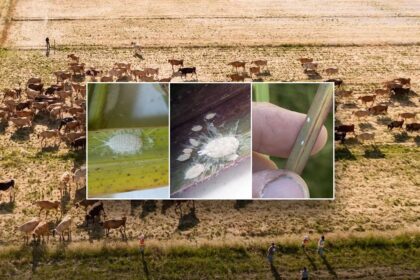 Invasive pest never before seen in North America threatens Texas food supply, officials warn