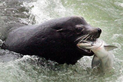 Apex predator threatening Northwest salmon sparks rare bipartisan push to ‘kill more’