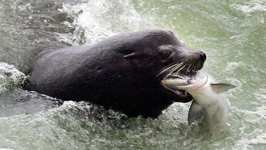 Apex predator threatening Northwest salmon sparks rare bipartisan push to ‘kill more’