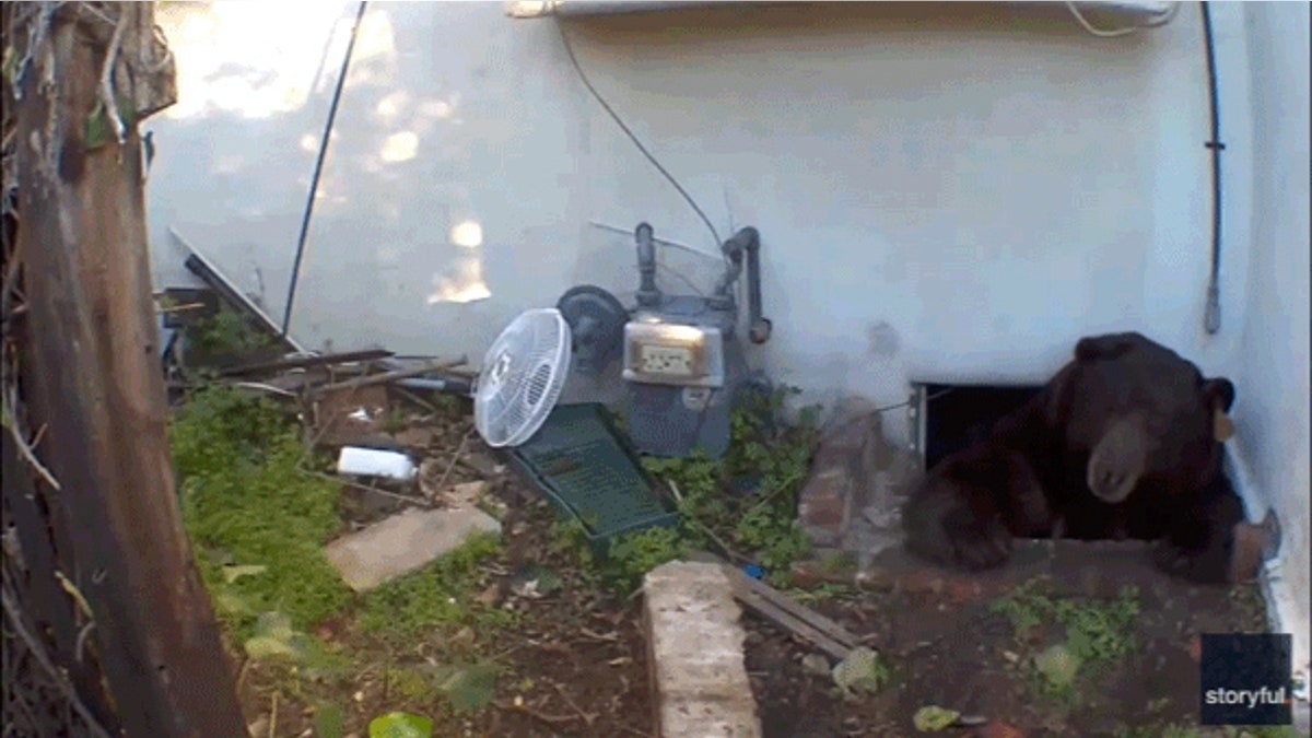 Bear head pops out of crawl space.