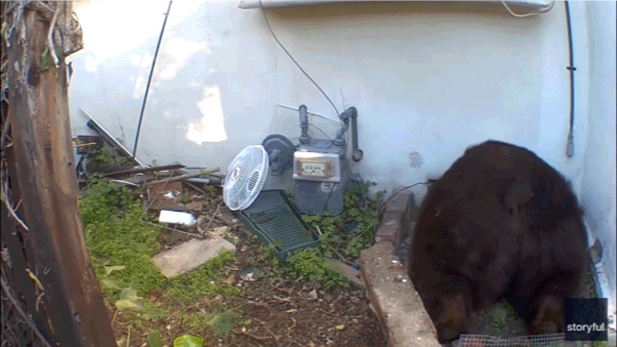 Bear's butt sticking out of crawl space.