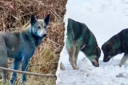 Expert reveals ‘likely’ reason behind Chernobyl’s mysterious blue dogs after viral photos