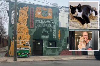 Virginia cat café shutters for rest of year after mischievous kitten floods business in ‘series of freak accidents’