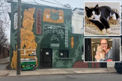 Virginia cat café shutters for rest of year after mischievous kitten floods business in ‘series of freak accidents’