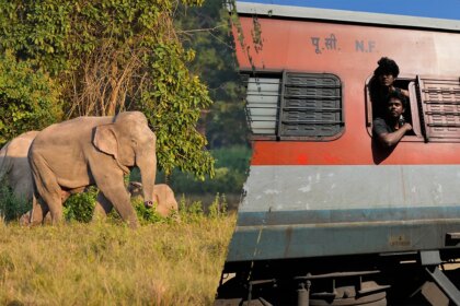 Several elephants killed in train collision as impact causes multiple coaches to derail