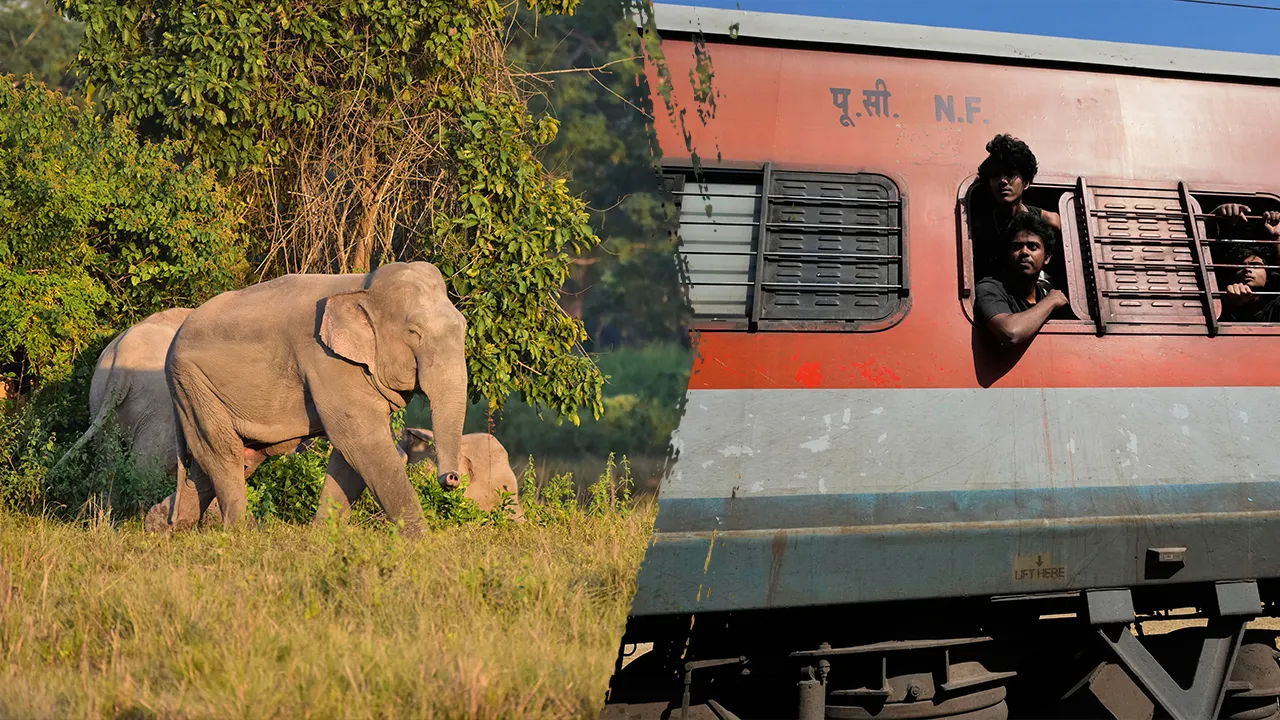 Several elephants killed in train collision as impact causes multiple coaches to derail