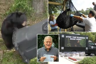 Florida kicks off first black bear hunt in a decade, despite pushback