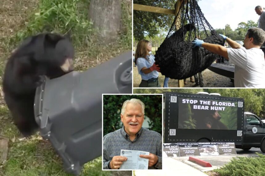 Florida kicks off first black bear hunt in a decade, despite pushback