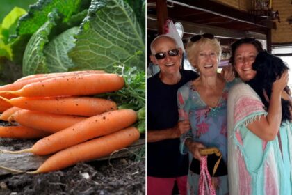 Family loses it over X-rated carrot meant to be cooked for Christmas dinner